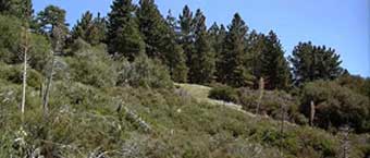  Montana