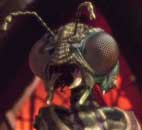 Xindi Insectoide