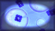 Le bio-vaisseau de l`espèce 8472 - Nanosondes